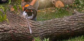 Best Stump Grinding and Removal  in Red Chute, LA