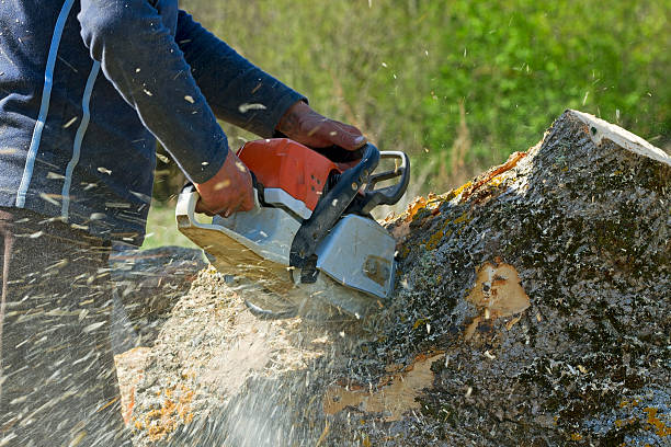 Best Seasonal Cleanup (Spring/Fall)  in Red Chute, LA